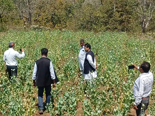 Following the crackdown in Jharkhand, Chhattisgarh has become the new hub of the opium mafia, with crops worth crores seized in Balrampur.