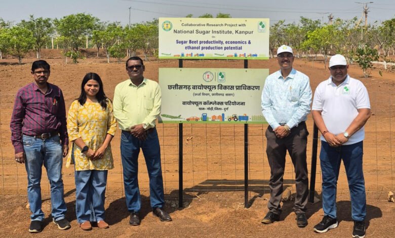 Chhattisgarh is experimenting with sugar beet cultivation, intercropping with sugarcane will boost farmers' income.