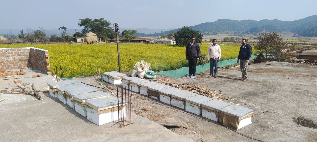 Sweet income at low cost: Beekeeping is increasing farmers' income in Jashpur