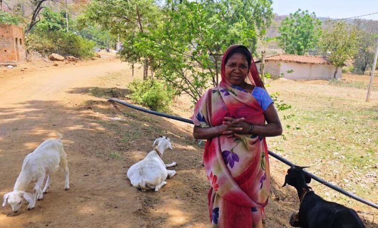 Mahatari Vandan Yojana changed fortunes: Goat rearing made a hill Korwa woman self-reliant