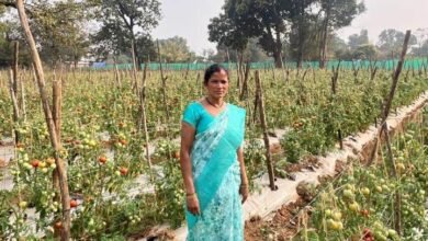 Photo of बिहान मिशन से बदली तस्वीर: सिदाय नेताम बनीं सफल कृषक उद्यमी, लाखों की कमाई से रची मिसाल