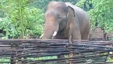 Photo of एमपी-छत्तीसगढ़ बॉर्डर पर हाथी का आतंक, जंगल में गई जान, क्या वन विभाग नाकाम