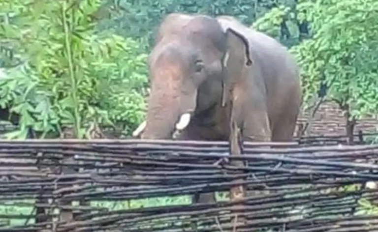 Elephant terror on the MP-Chhattisgarh border, lives lost in the forest, has the forest department failed?