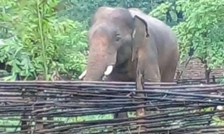 Elephant terror on the MP-Chhattisgarh border, lives lost in the forest, has the forest department failed?