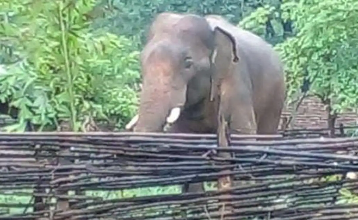 Elephant terror on the MP-Chhattisgarh border, lives lost in the forest, has the forest department failed?