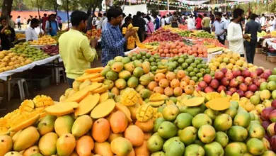 Photo of रायपुर में लगेगा आमों का कुंभ: 250 से ज्यादा किस्मों के साथ 3 दिन तक चलेगा राष्ट्रीय आम महोत्सव