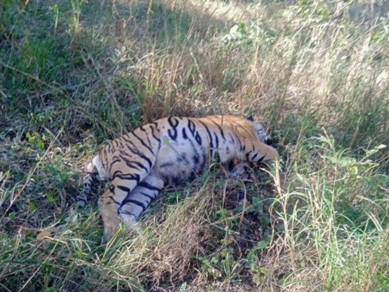 Mysterious tiger deaths in Madhya Pradesh spark uproar! Is the country's largest tiger state now unsafe?
