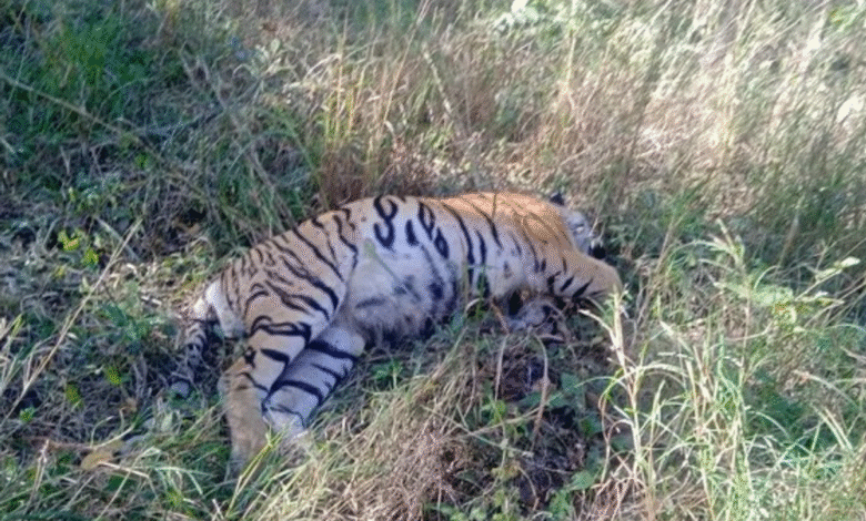 Mysterious tiger deaths in Madhya Pradesh spark uproar! Is the country's largest tiger state now unsafe?