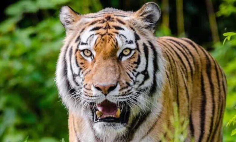 The entry of a "ghostly tigress" in Chhattisgarh has caused a stir! Is the extinct tiger belt about to revive?