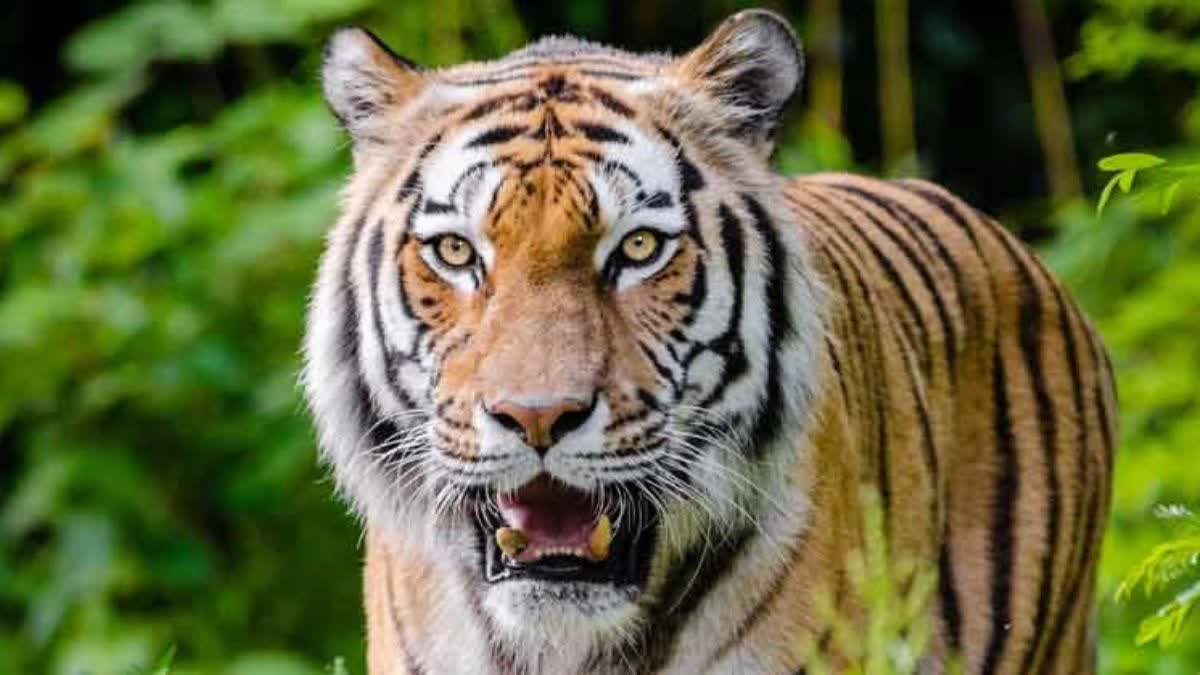 The entry of a "ghostly tigress" in Chhattisgarh has caused a stir! Is the extinct tiger belt about to revive?