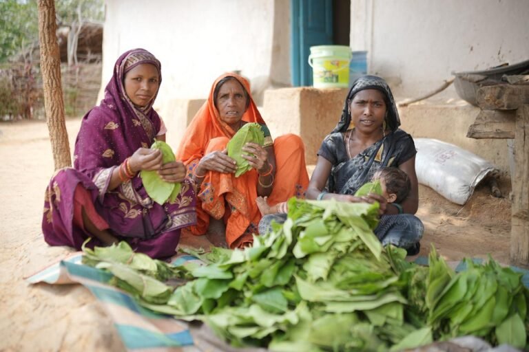 Tendu leaves become 'greenery's income'! Lemru forests bring prosperity to families