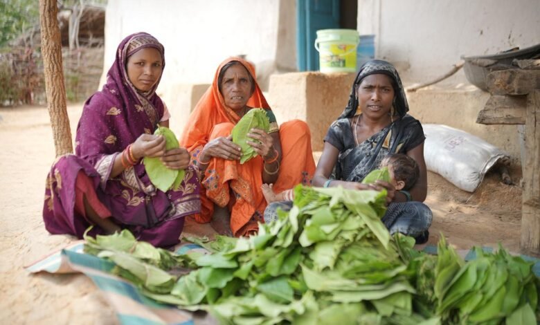 Tendu leaves become 'greenery's income'! Lemru forests bring prosperity to families