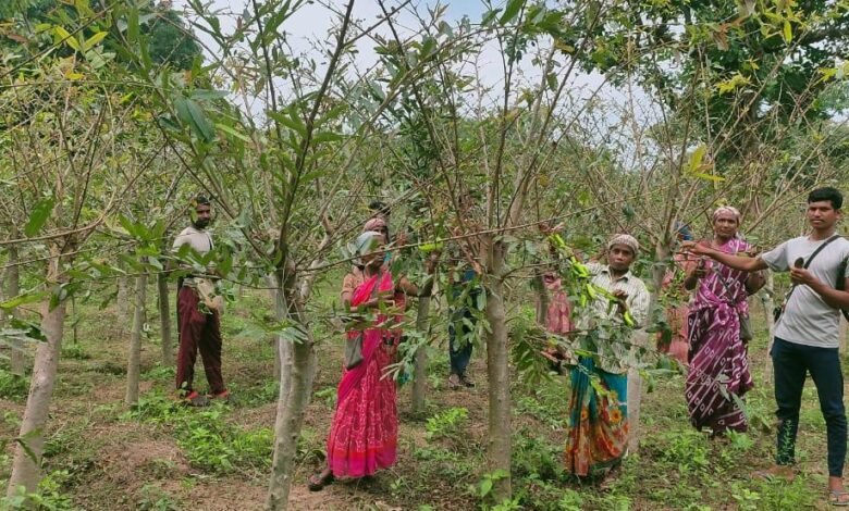 Tussar silk changed the fortunes of villagers in Narayanpur, earning lakhs in 50 days of hard work