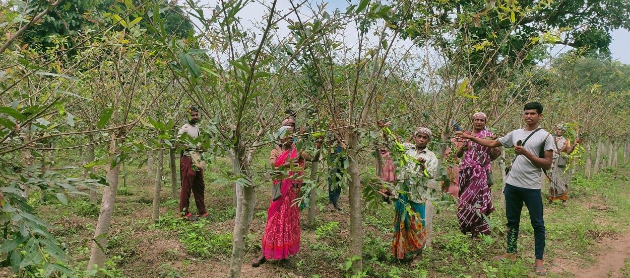 Tussar silk changed the fortunes of villagers in Narayanpur, earning lakhs in 50 days of hard work