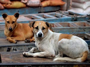 Stray dogs wreak havoc in Gujarat; anger erupts over the death of an 8-year-old boy.