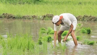 Photo of किसानों को बड़ा तोहफा या चुनावी दांव? 14 खरीफ फसलों का MSP बढ़ा