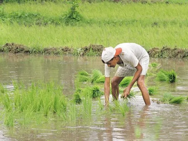 A big gift to farmers or an election ploy? MSP hike for 14 Kharif crops