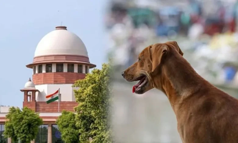 Supreme Court stern: Leaving stray dogs in institutions will no longer be tolerated