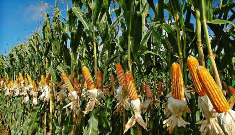 Farmers have shifted from rice to maize, with popcorn corn generating millions in revenue in Rajnandgaon.