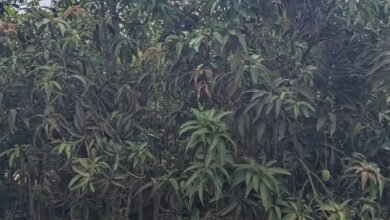 Photo of अगले सीजन से खाइए अपने बगीचे के आम! रायपुर फल महोत्सव में 20 फीट ऊंचे फलदार पेड़ों की धूम