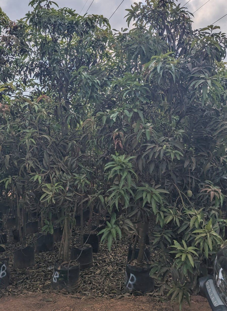 Enjoy mangoes from your garden next season! 20-foot-tall fruit trees are a hit at the Raipur Fruit Festival.