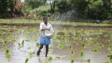 Photo of धान की सीधी बुआई में खरपतवार से रहें सतर्क, 50% तक घट सकता है उत्पादन