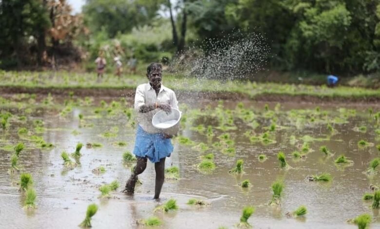Stay vigilant against weeds in direct-seeded rice; yield could drop by up to 50%.
