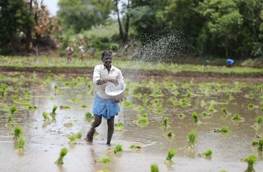 Stay vigilant against weeds in direct-seeded rice; yield could drop by up to 50%.