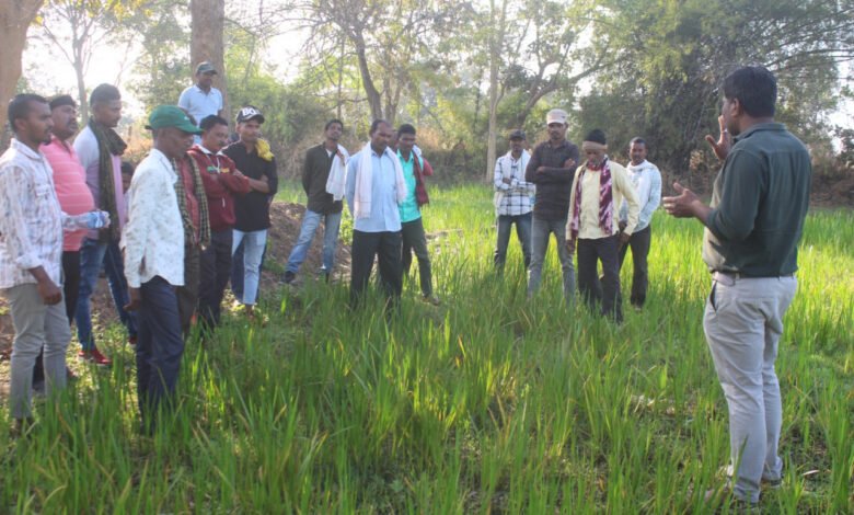 Scope of medicinal farming expands in Chhattisgarh; over 12,000 farmers receive training.