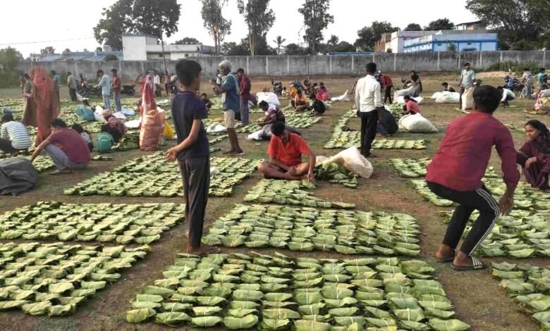 'Green Gold' becomes the foundation of tribal progress; ₹30.65 crore paid to 37,000 families for tendu leaves.