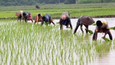 Photo of छत्तीसगढ़ में खरीफ की रफ्तार तेज: 80% रकबे में बोनी पूरी, किसानों को भरपूर खाद-बीज और ₹6931 करोड़ कृषि ऋण