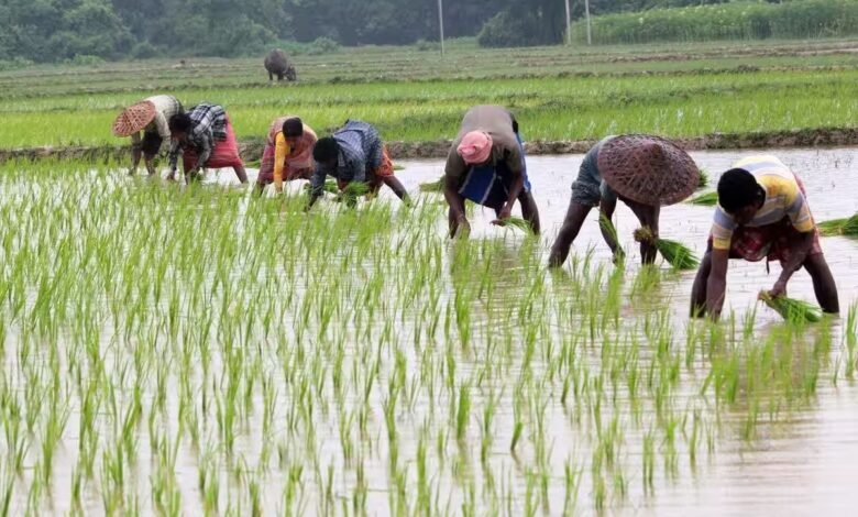 Kharif sowing gains momentum in Chhattisgarh: Sowing completed on 80% of the area; farmers receive ample fertilizers and seeds, along with ₹6,931 crore in agricultural loans.