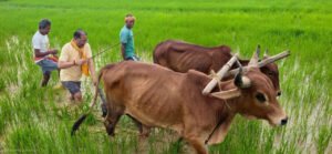 Chief Minister Sai stepped into the field and ploughed the land with a pair of bullocks; he remarked that the joy of connecting with the soil and farming is truly unique.