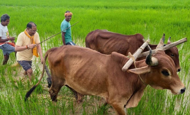 Chief Minister Sai stepped into the field and ploughed the land with a pair of bullocks; he remarked that the joy of connecting with the soil and farming is truly unique.