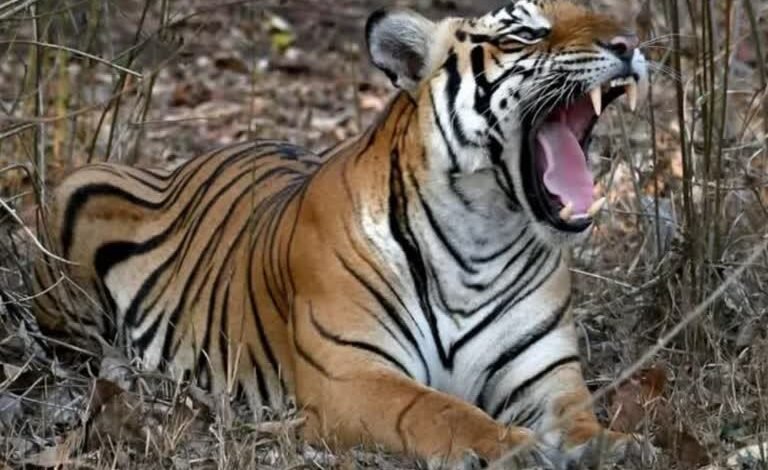 Deadly Tigress Attack in Achanakmar: 25-Year-Old Man Who Went to Collect Bamboo Shoots in the Forest Did Not Return Alive