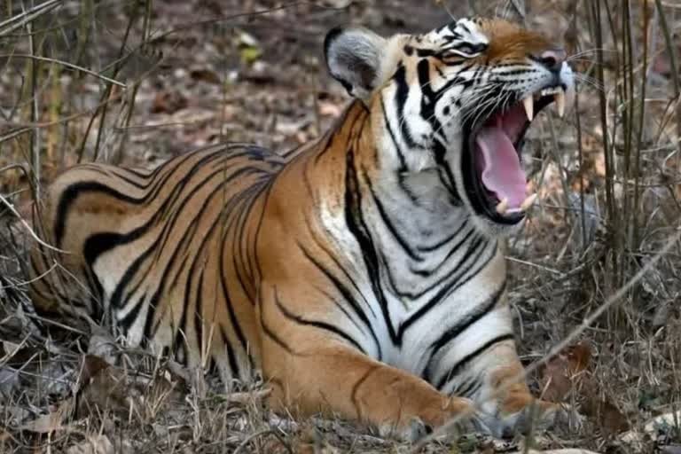 Deadly Tigress Attack in Achanakmar: 25-Year-Old Man Who Went to Collect Bamboo Shoots in the Forest Did Not Return Alive