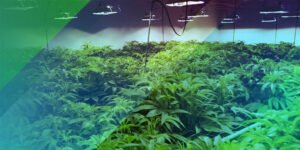A dangerous drug game in the City of Dreams! A high-tech 'hydroponic marijuana' factory was operating inside a luxury flat!