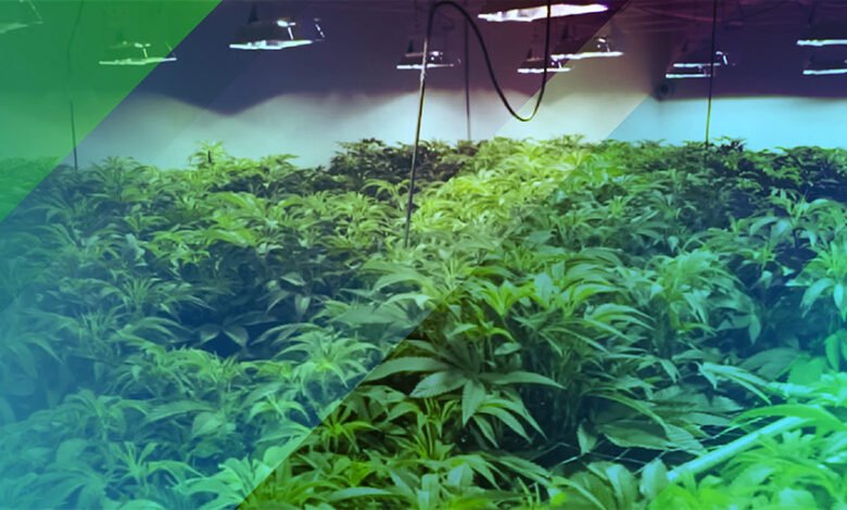 A dangerous drug game in the City of Dreams! A high-tech 'hydroponic marijuana' factory was operating inside a luxury flat!