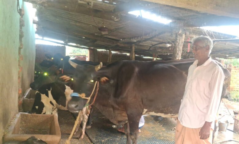 Turning small savings from PM Kisan Samman Nidhi into a big business: At the age of 75, Parshuram Gupta established a successful dairy business with 10 cows.