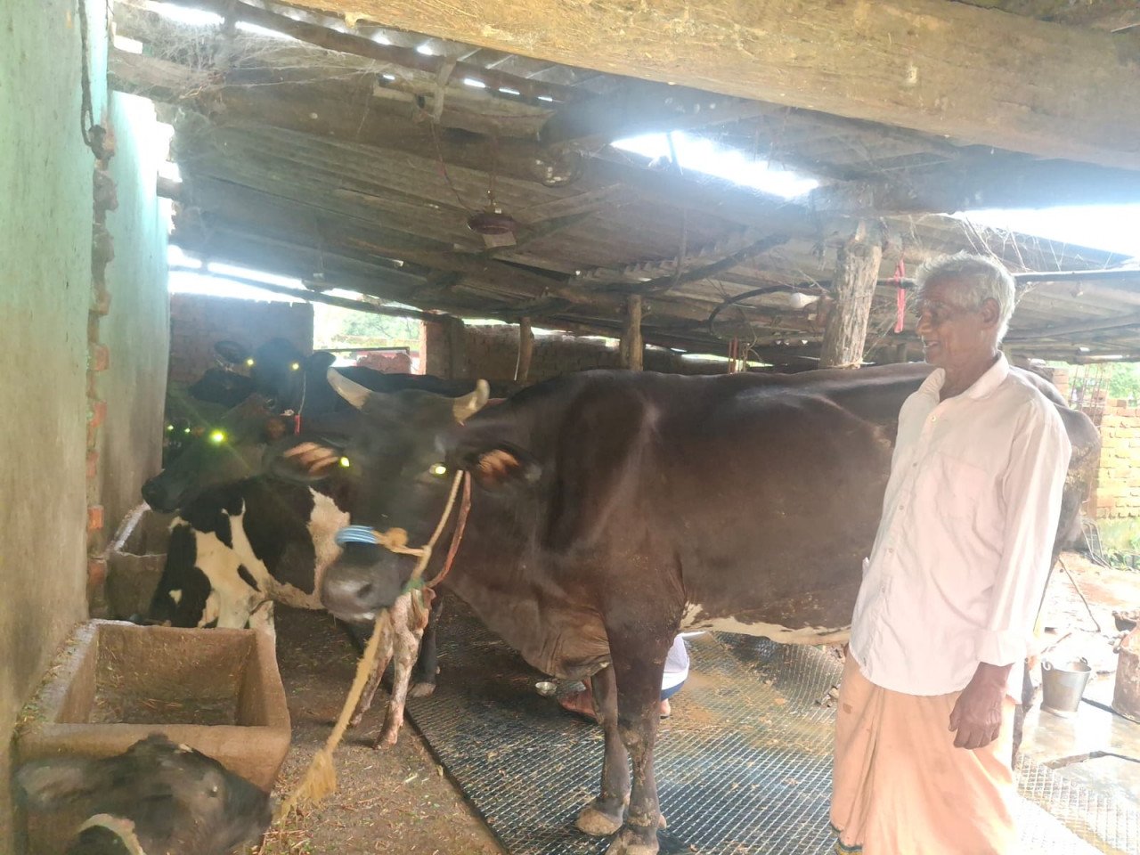 Turning small savings from PM Kisan Samman Nidhi into a big business: At the age of 75, Parshuram Gupta established a successful dairy business with 10 cows.