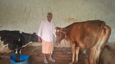 Photo of 10 हजार की बचत से शुरू किया गौ-पालन, 75 साल की उम्र में बना 1.20 लाख रुपये महीने का कारोबार