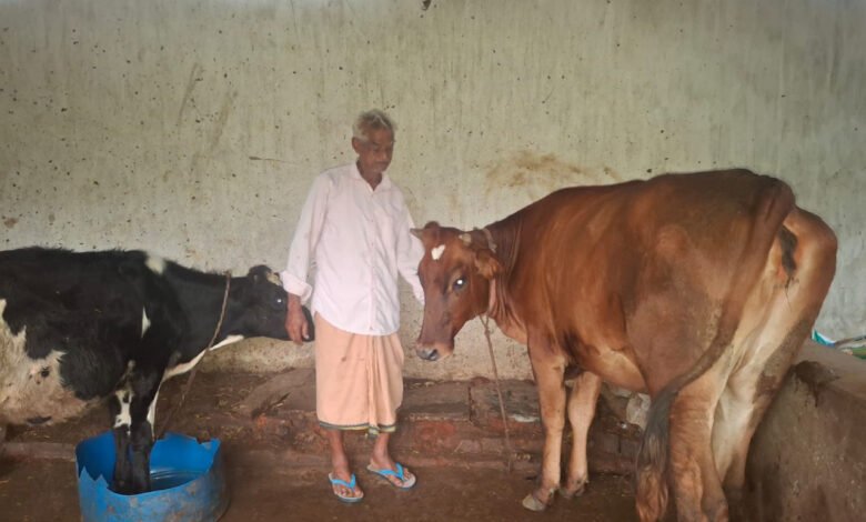10 हजार की बचत से शुरू किया गौ-पालन, 75 साल की उम्र में बना 1.20 लाख रुपये महीने का कारोबार 1 Started cow rearing with savings of ₹10,000; built a business earning ₹1.20 lakh per month by the age of 75.