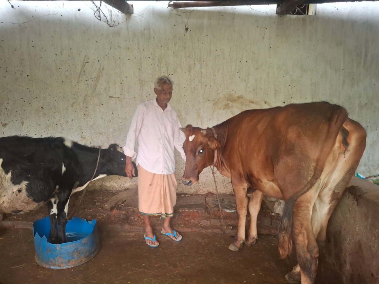 Started cow rearing with savings of ₹10,000; built a business earning ₹1.20 lakh per month by the age of 75.